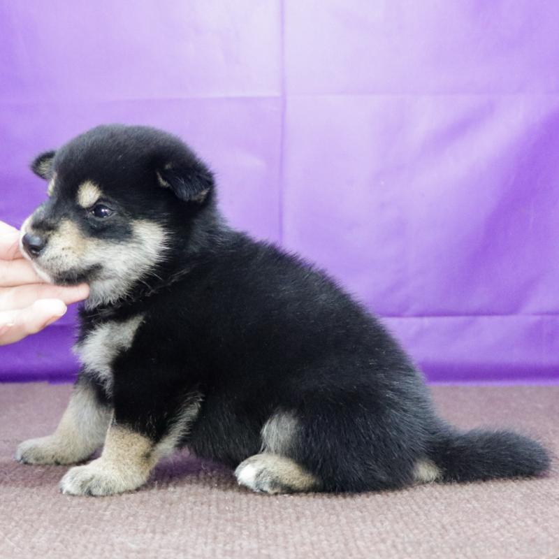 販売中の愛知県の柴犬-410462の2枚目